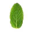Menthe poivree bio - feuille fraiche